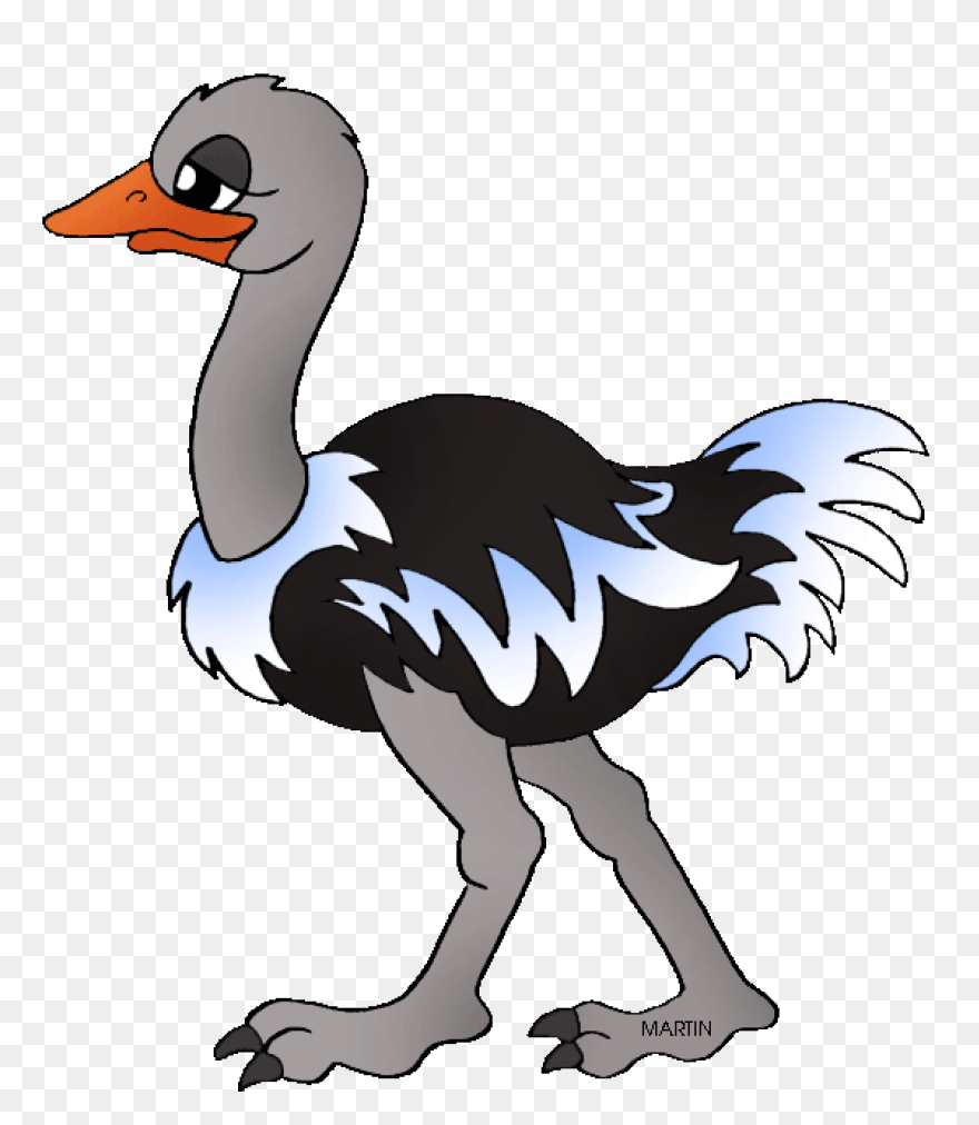 Avestruz, Beak Animal, Bird, Flight