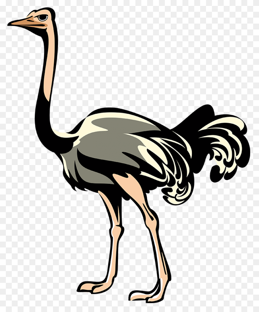Avestruz, Beak Animal, Bird, Flight