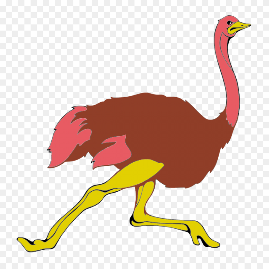Avestruz, Beak Animal, Bird, Flight