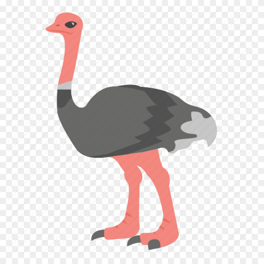 Avestruz, Beak Animal, Bird, Flight