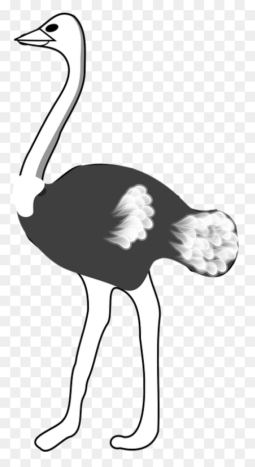 Avestruz, Beak Animal, Bird, Flight