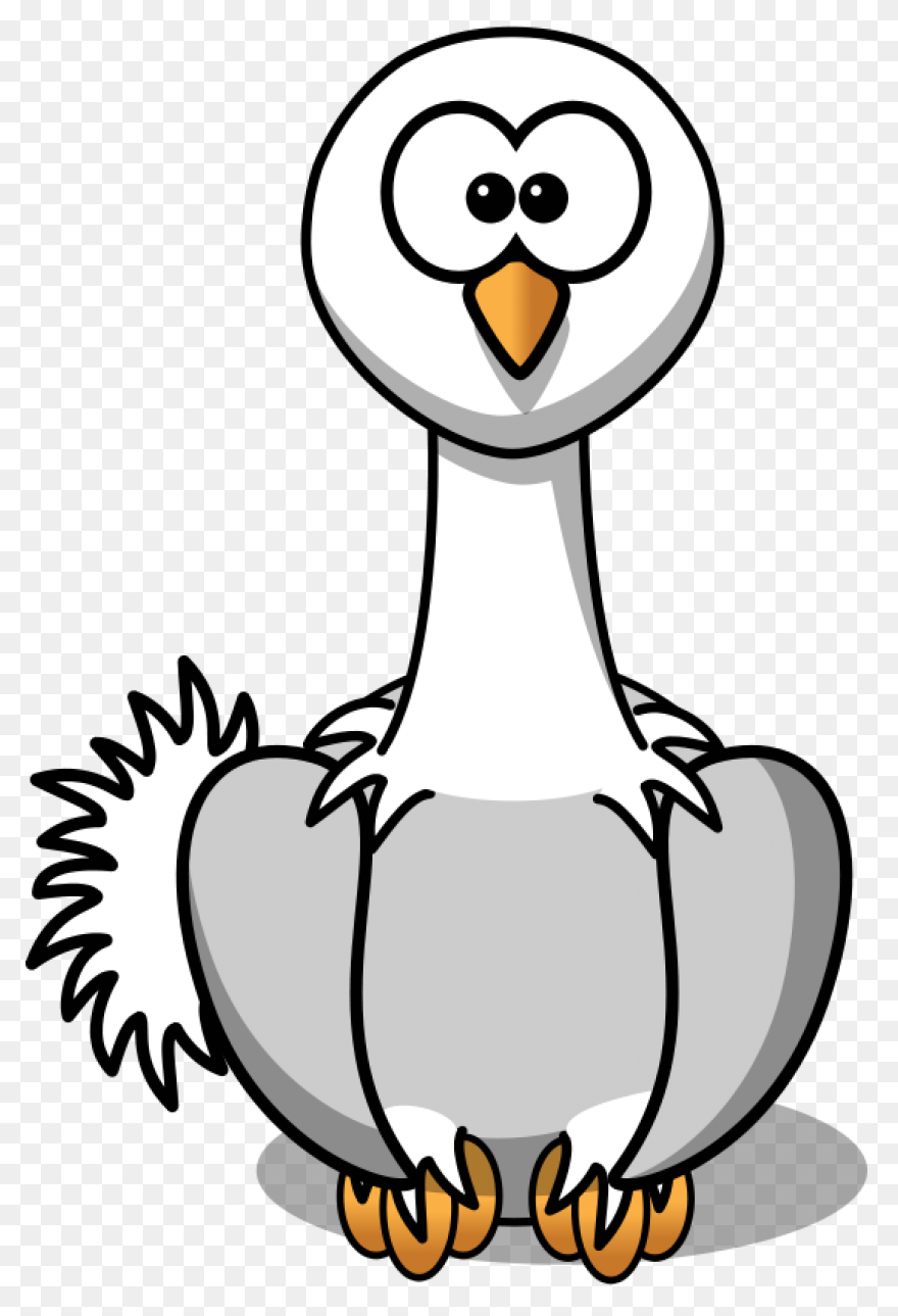 Avestruz, Beak Animal, Bird, Flight