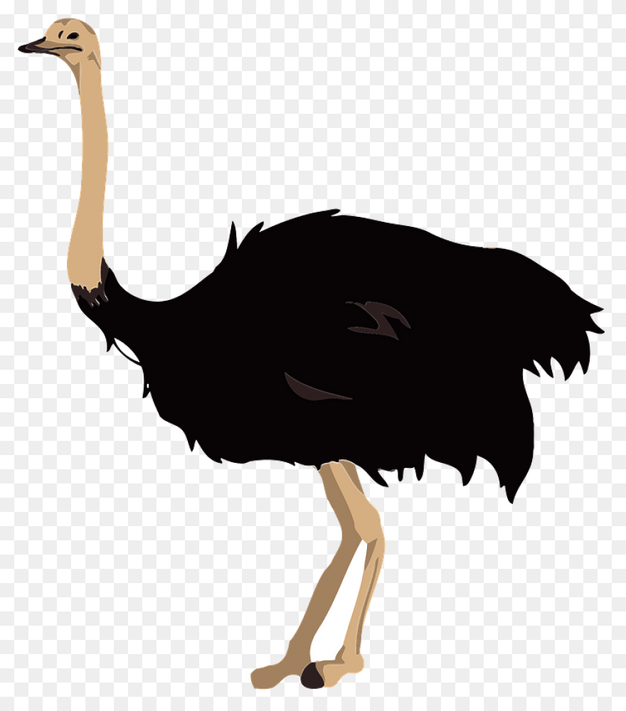 Avestruz, Beak Animal, Bird, Flight
