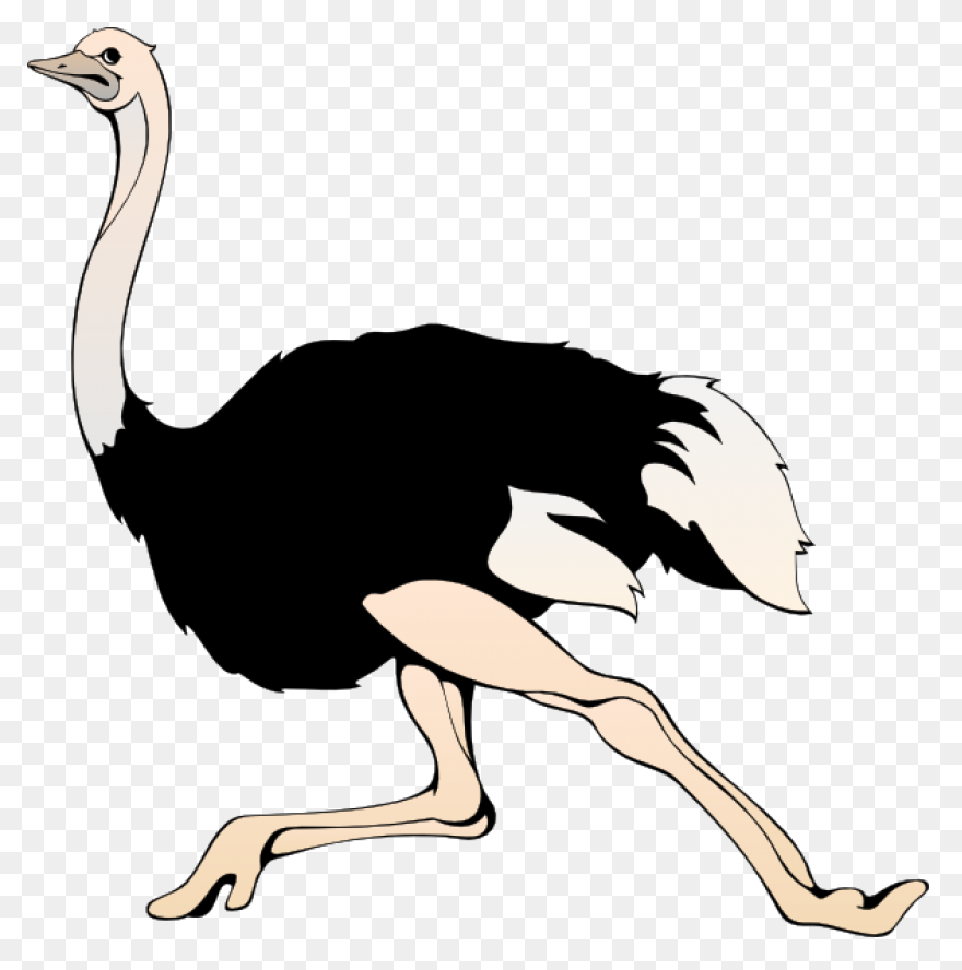Avestruz, Beak Animal, Bird, Flight