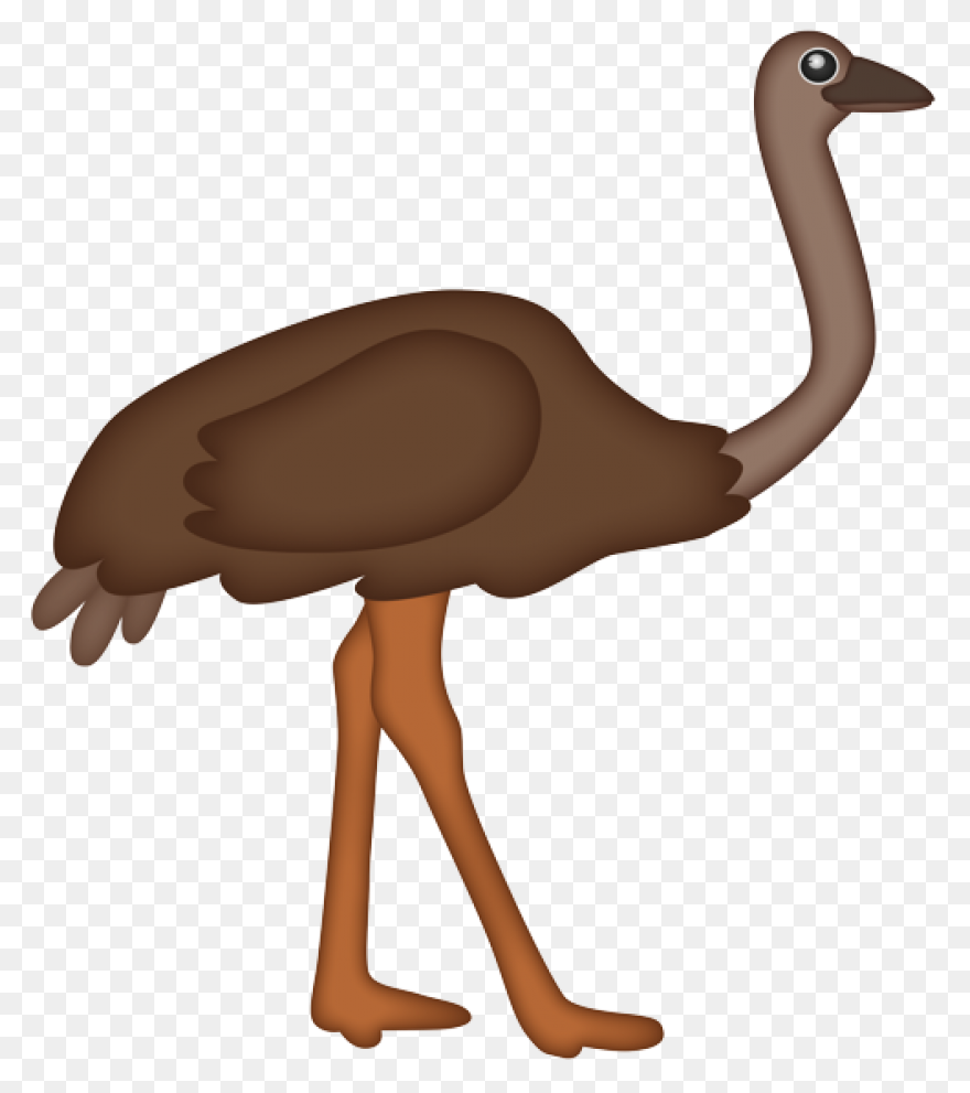 Avestruz, Beak Animal, Bird, Flight