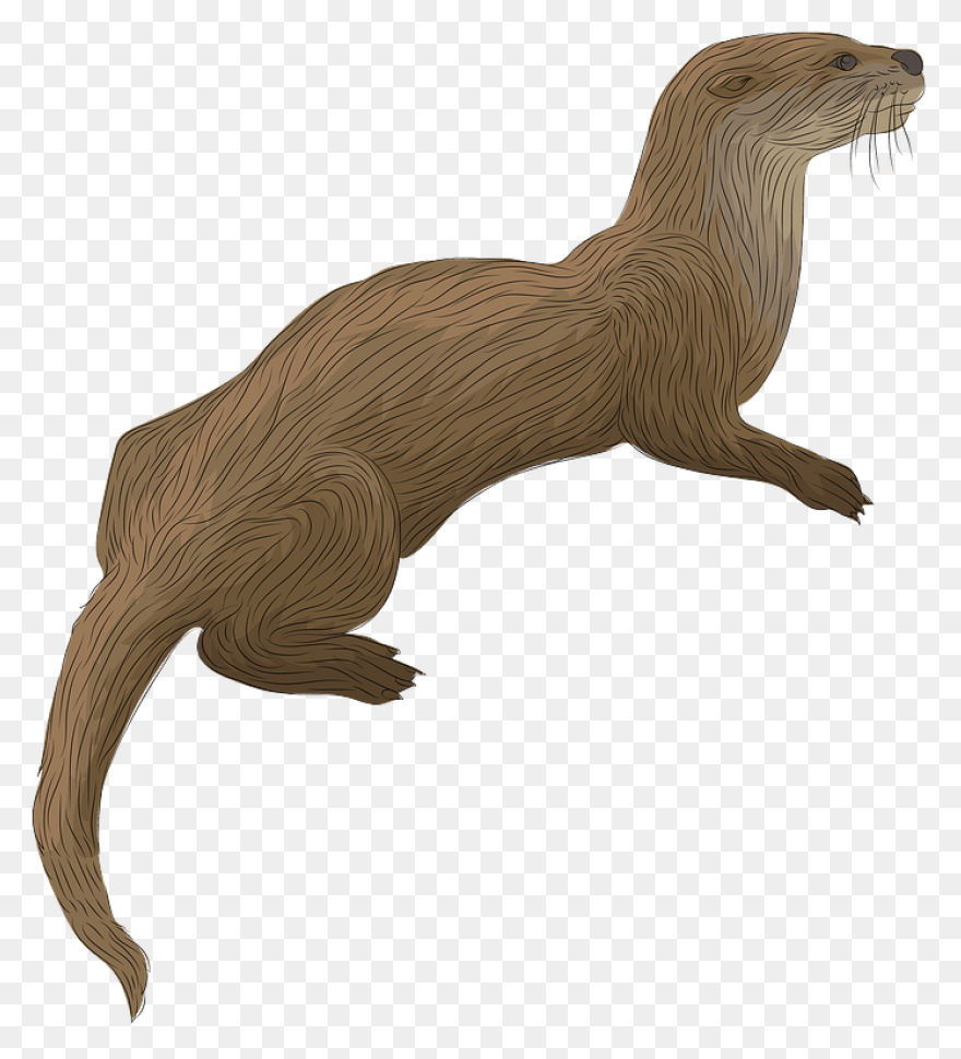 Best Otter Clipart #3725 - ClipartF