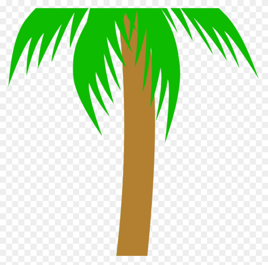 Free Photo Trunk Tall Tropical Tree
