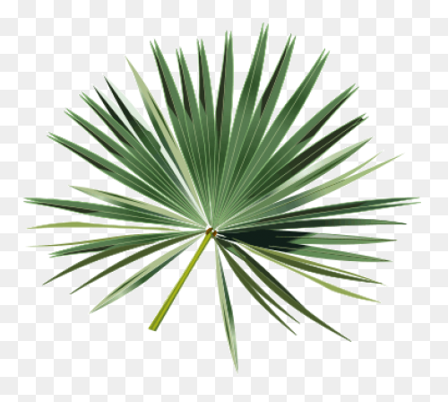 Free Photo Trunk Tall Tropical Tree