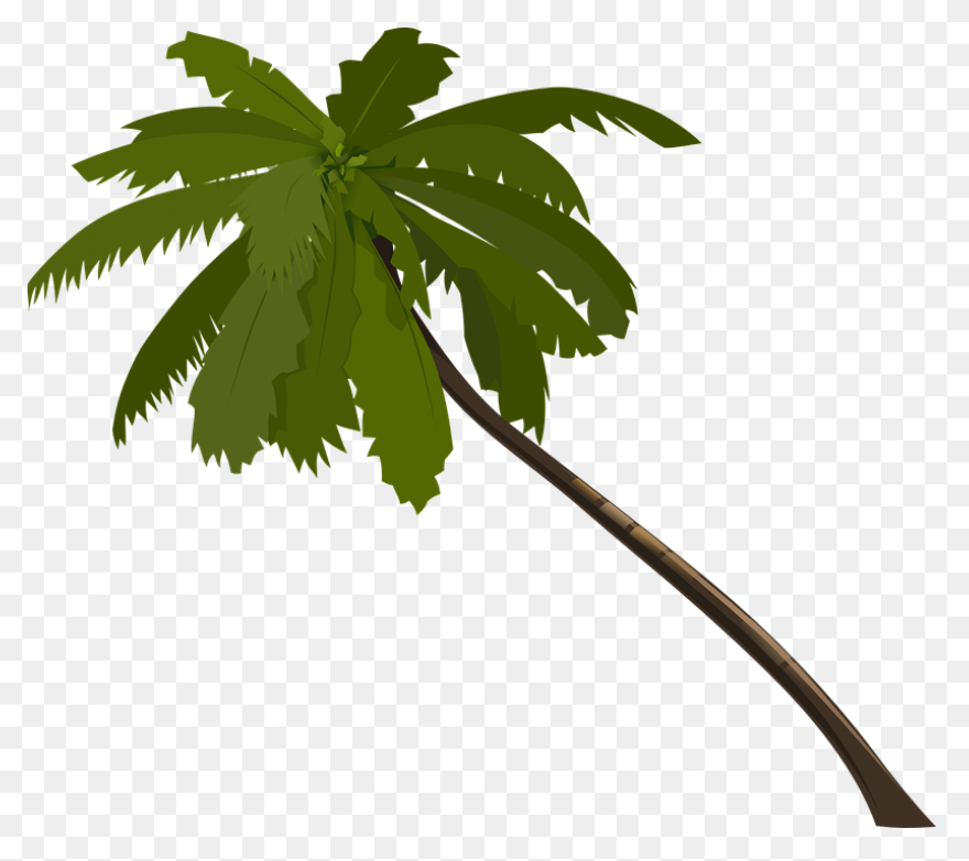 Free Photo Trunk Tall Tropical Tree