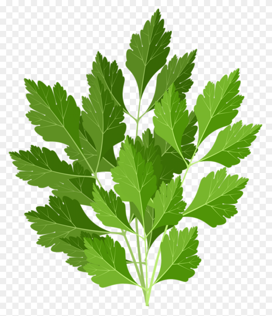 Parsley