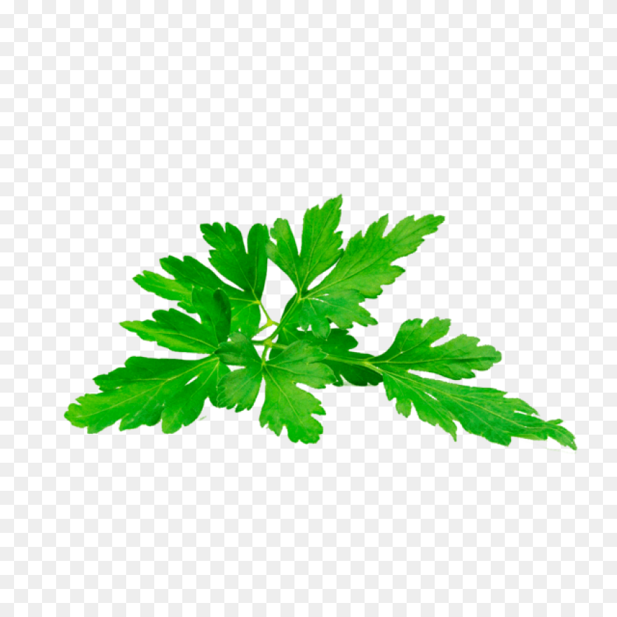 Parsley
