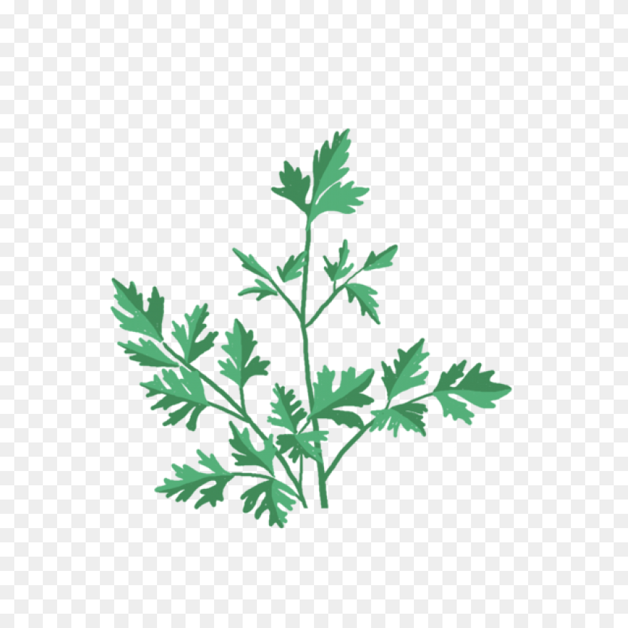 Parsley