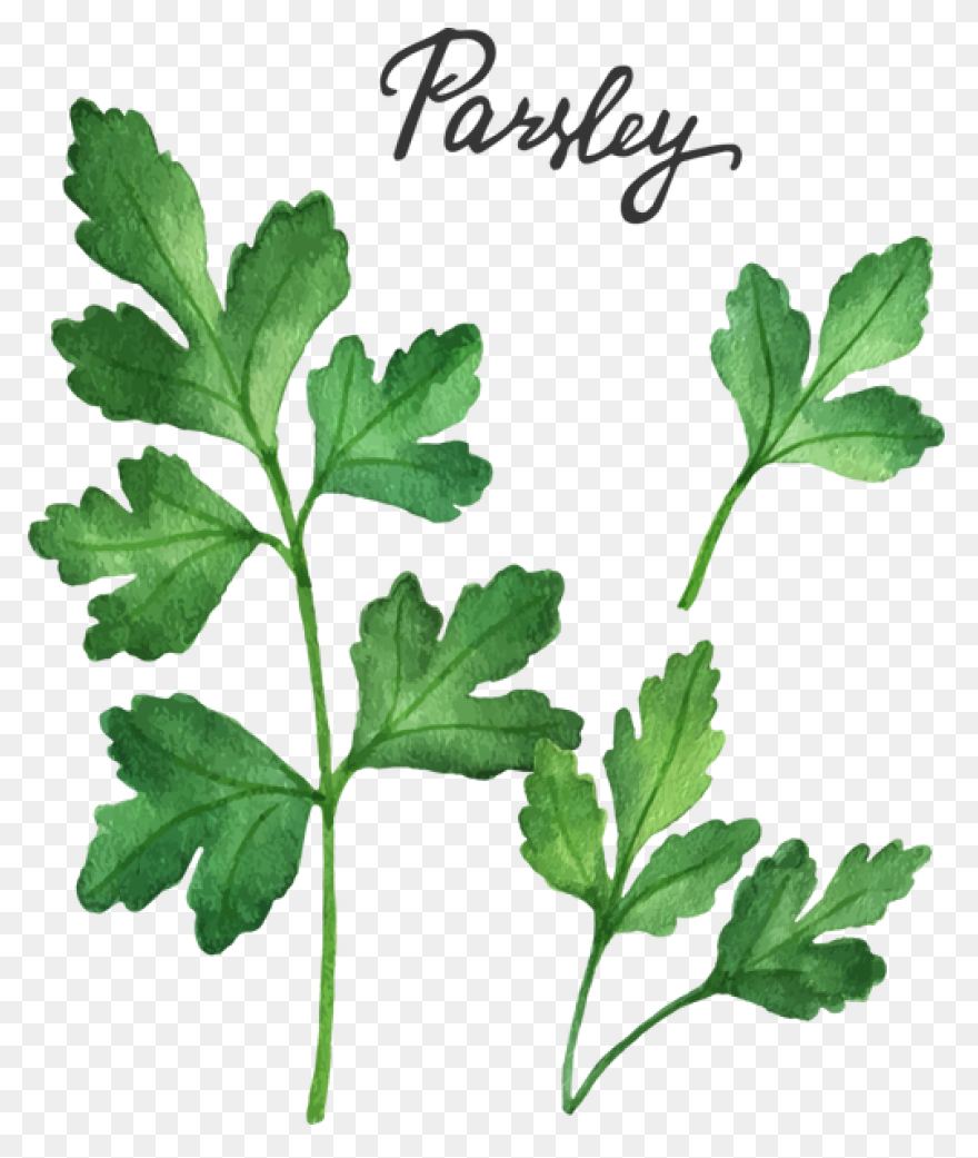 Parsley Water Color - Parsley