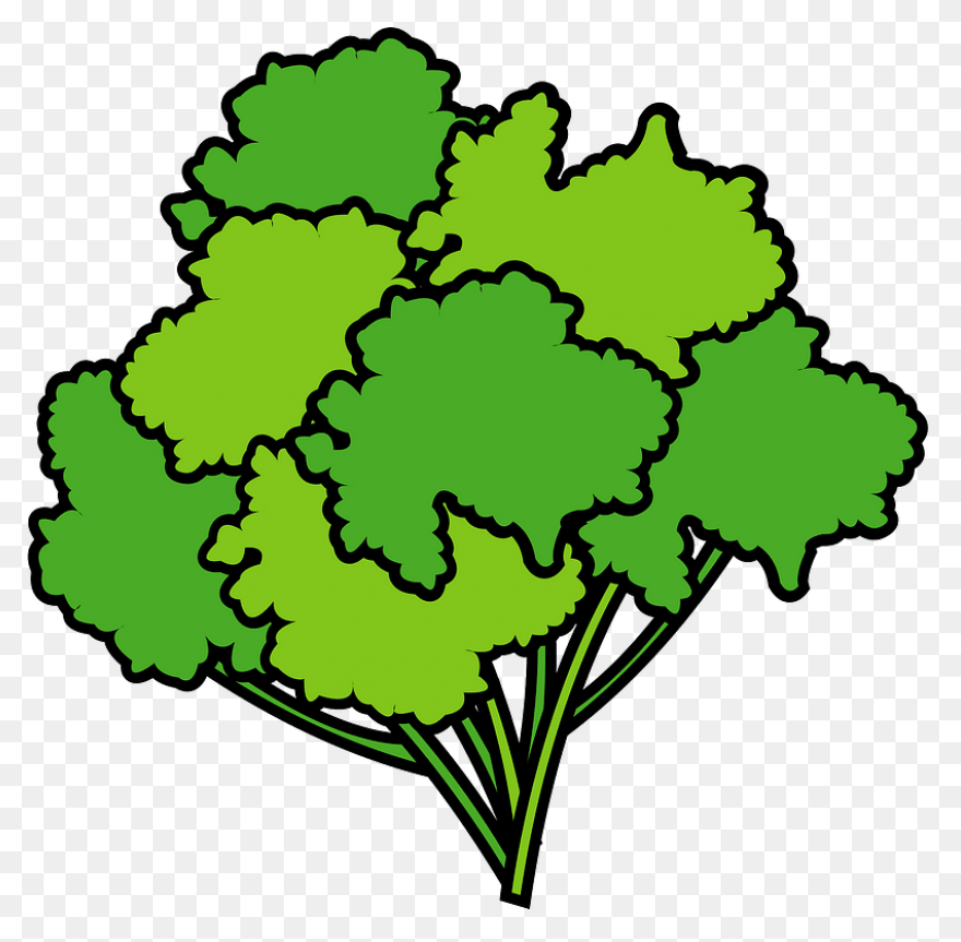 Parsley Clipart. Free Download .png - Parsley