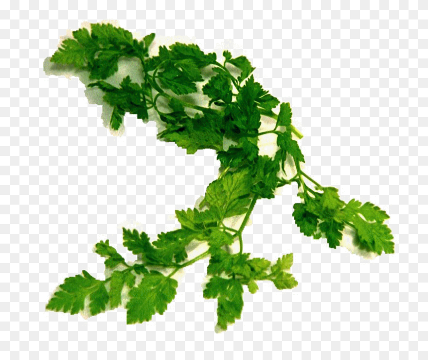 Parsley - Parsley