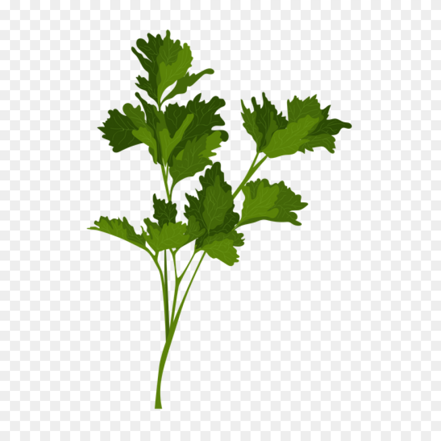 Parsley