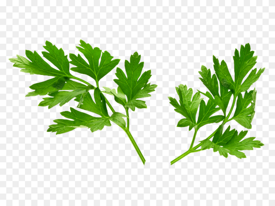 Parsley