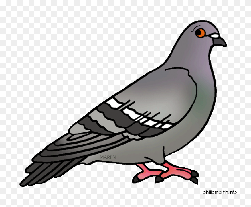 Paloma Colombia | Free PNG-WebP