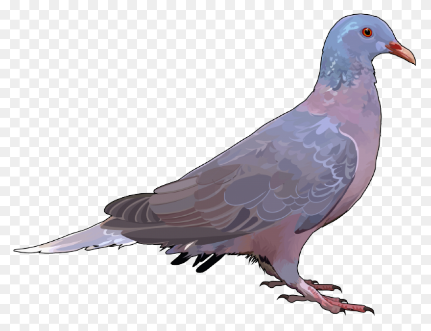 Paloma Colombia | Free PNG-WebP