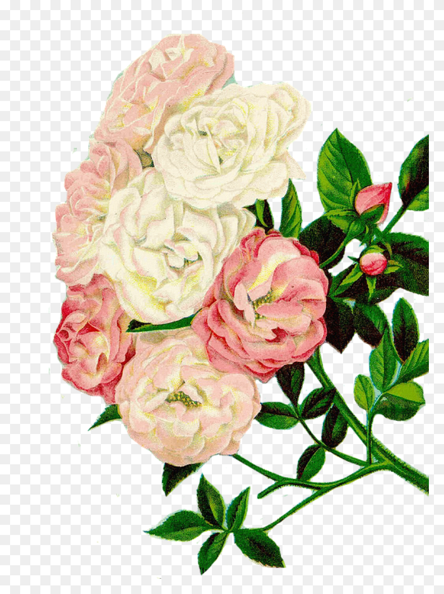 Flowers Set Illustration Pastel Col