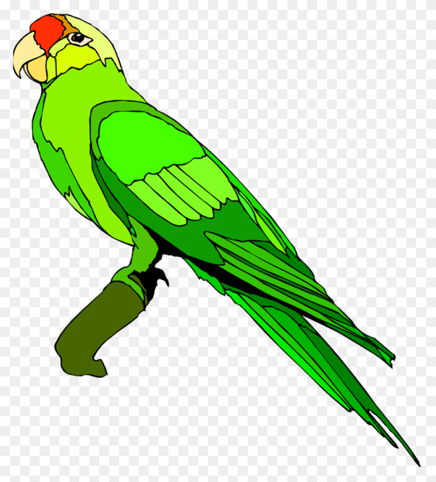 679 X 750 5 Clipart - Parrot