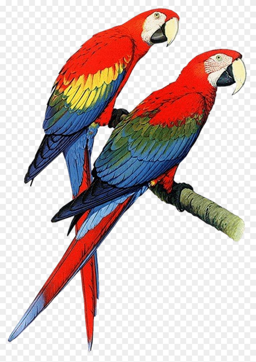 Parrot Clipart Mary Poppins - Parro