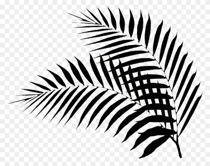 Areca Palm Leaf Illustration #ad , 