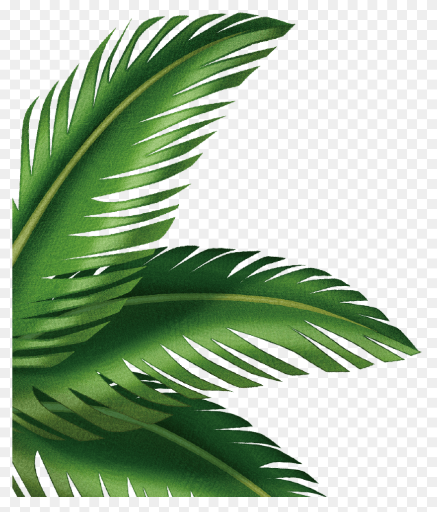 Areca Palm Leaf Illustration #ad , 