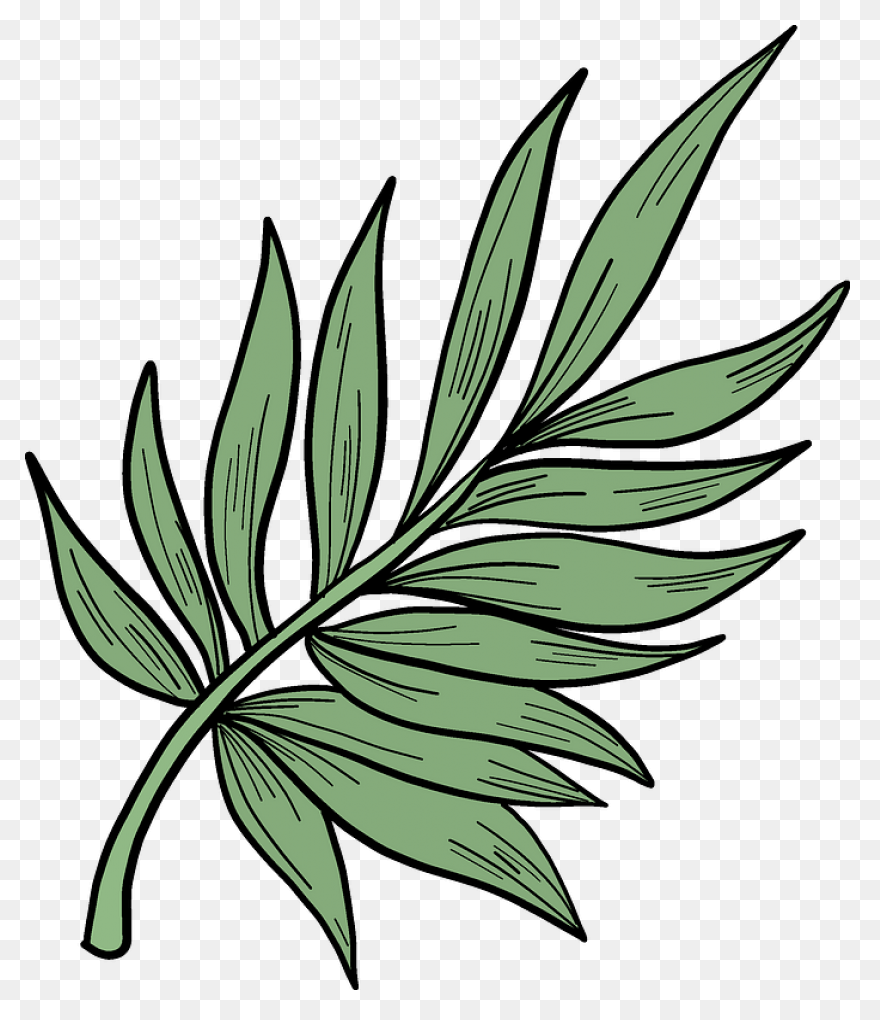 Areca Palm Leaf Illustration #ad , 