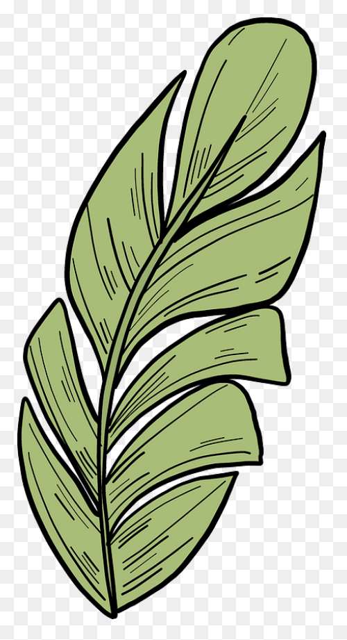 Areca Palm Leaf Illustration #ad , 