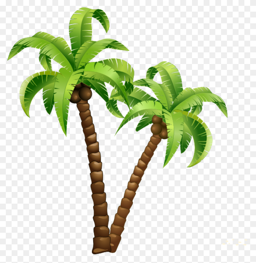 Palmeras - Attalea Speciosa Clipart