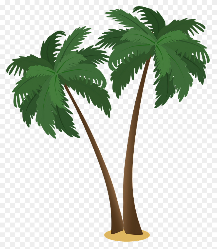 Palmeras - Attalea Speciosa Clipart