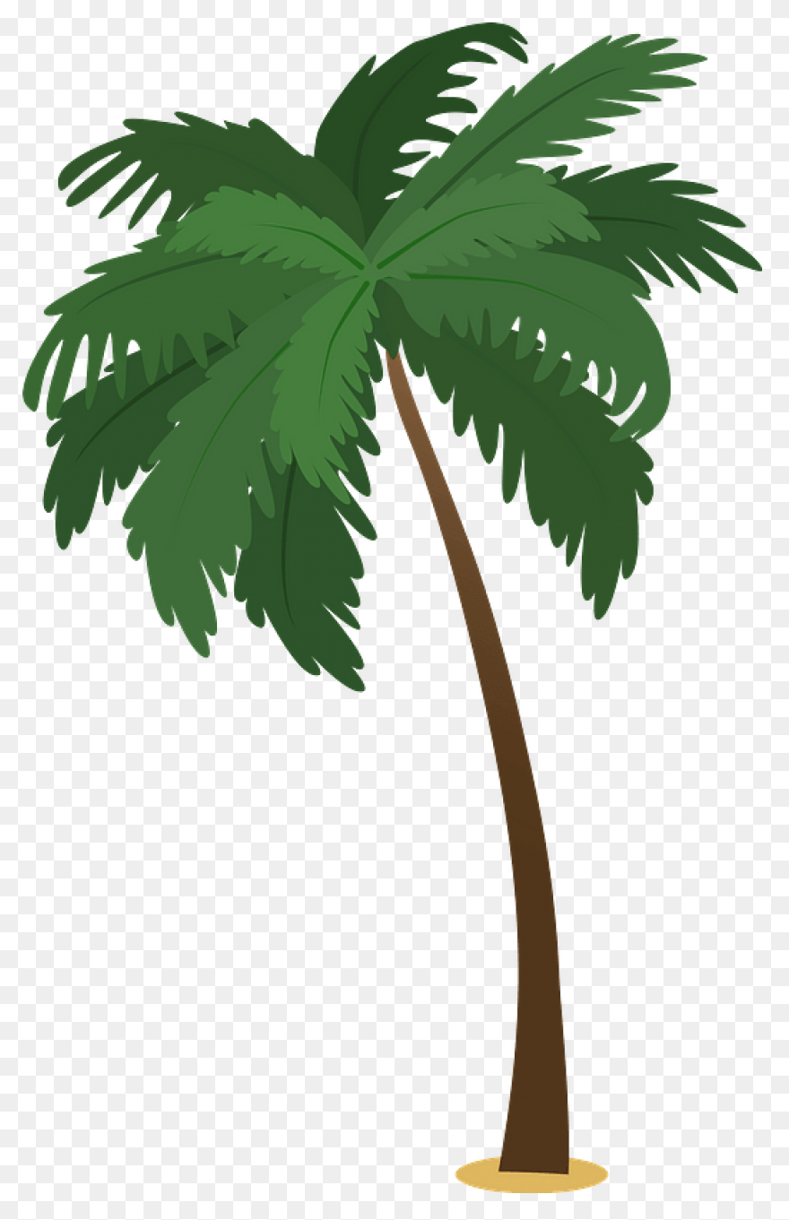 Palmeras - Attalea Speciosa Clipart