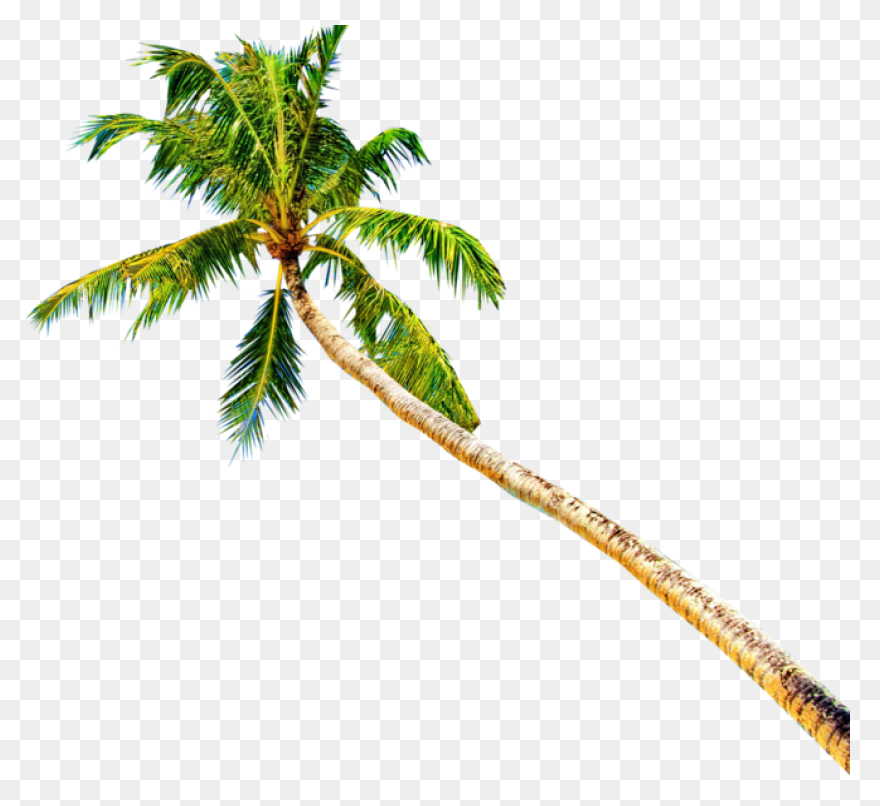 Palmeras - Attalea Speciosa Clipart