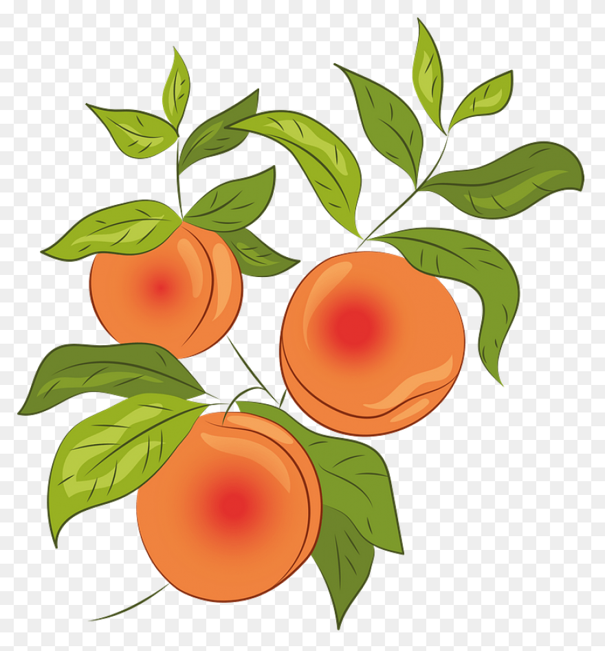 Cute Peach Clipart ClipartFlare - C