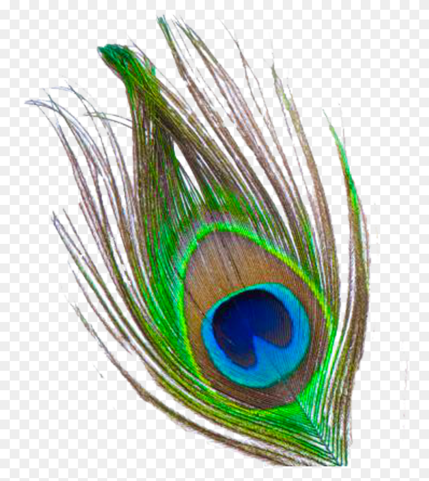 Peacock Feather Clip Art | ClipartF