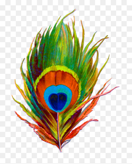 Peacock Feather Clip Art | ClipartF