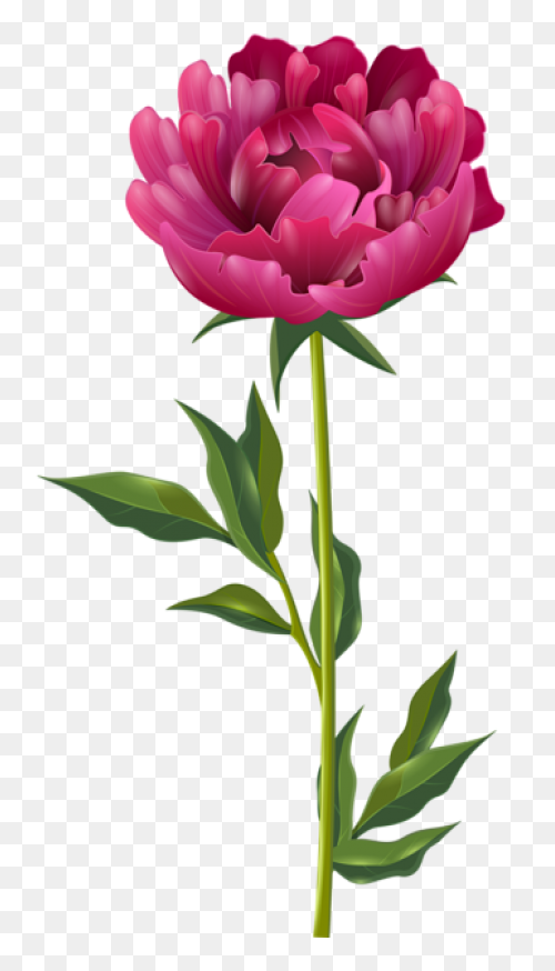 Download Peony Free Png Image - Peony