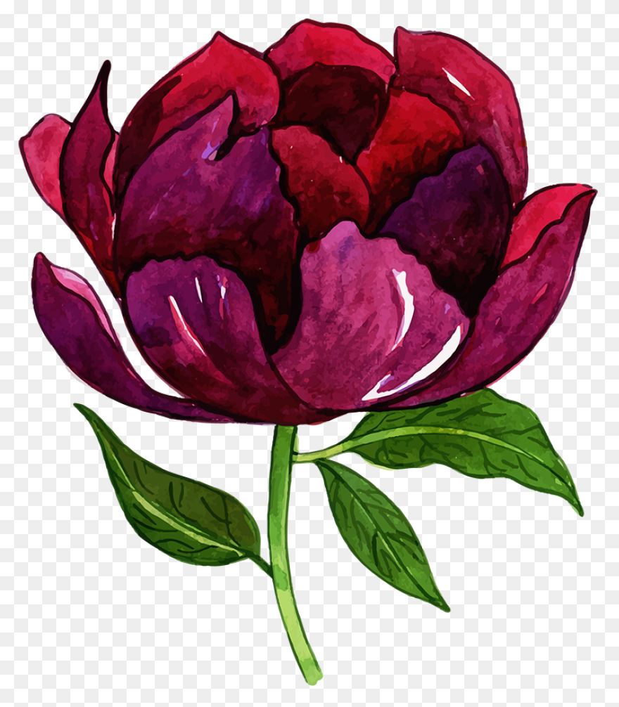 Download Peony Free Png Transparent