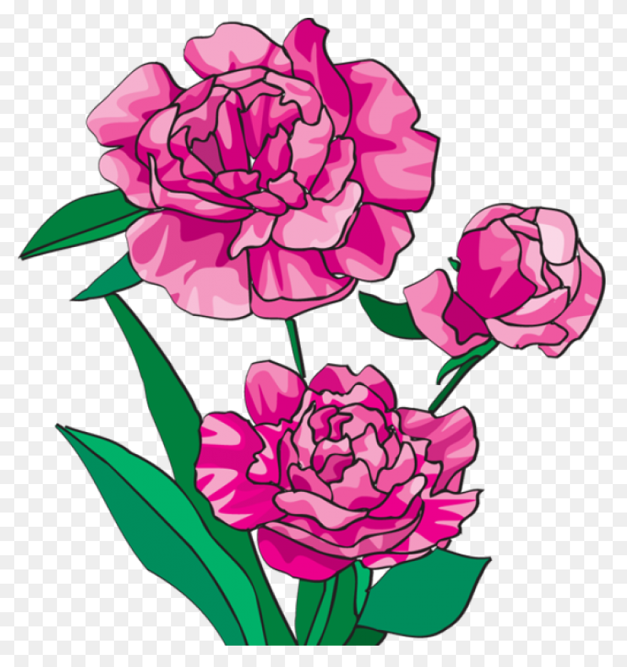 Download Peony Free Png Transparent