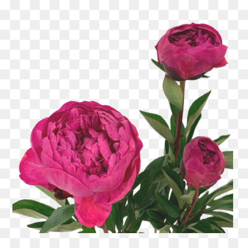 Download Peony Free Png Transparent