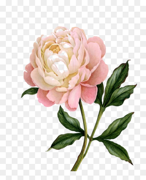 Download Peony Free Png Transparent