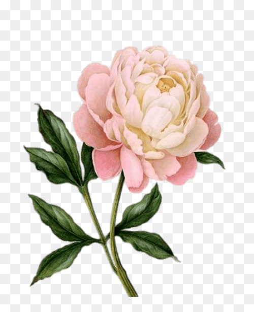 Download Peony Free Png Transparent