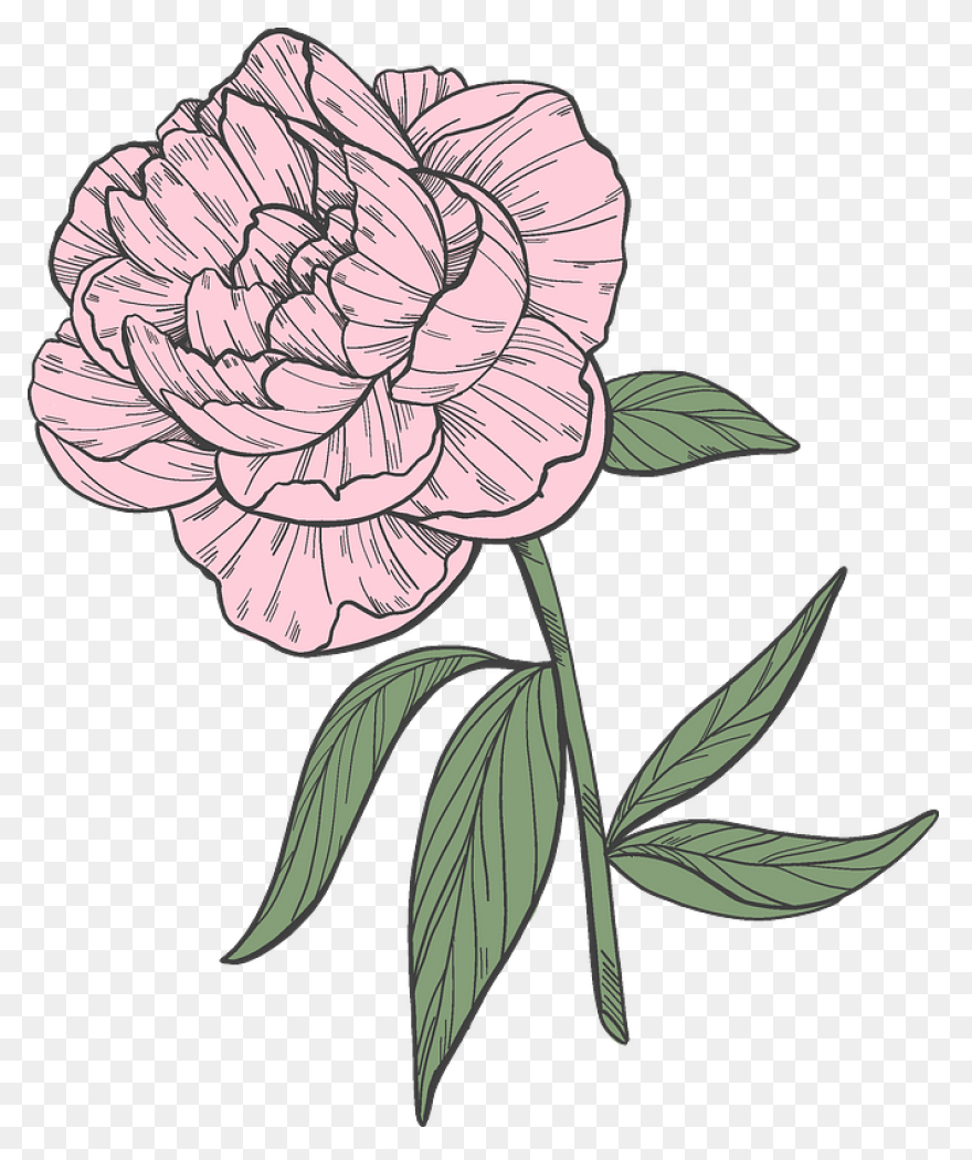 Download Peony Free Png Transparent