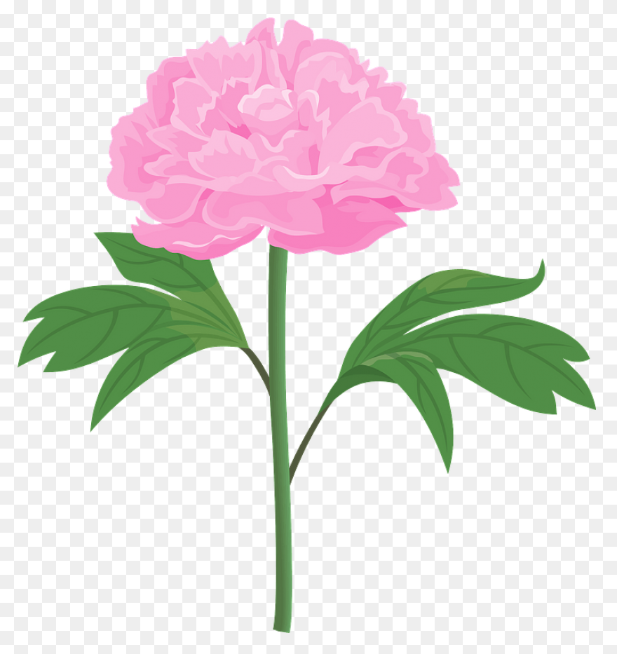Download Peony Free Png Transparent