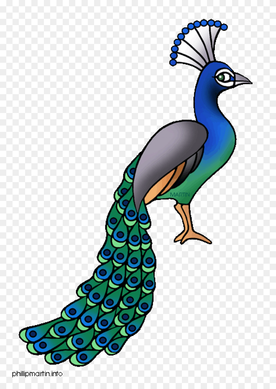 Peacock Clipart - Png Download - Fu