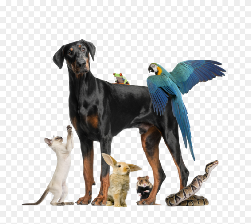 Free Pet Cliparts, Download Free Pe