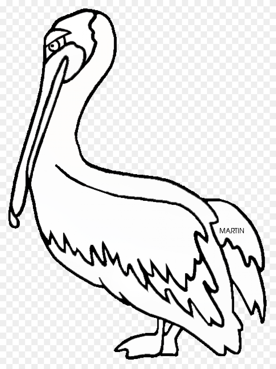 Bird Beak Pelican Pelecaniformes Wh