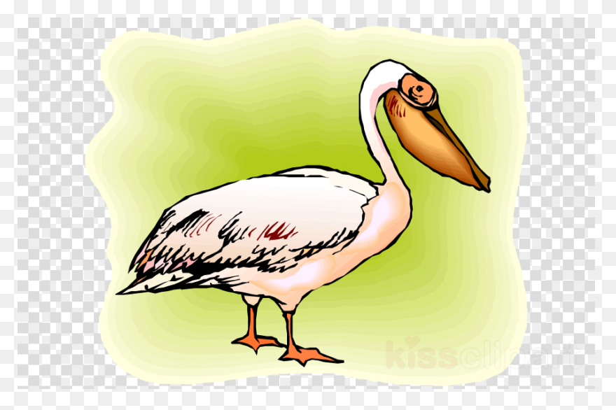 Bird Beak Pelican Pelecaniformes White - Pelican