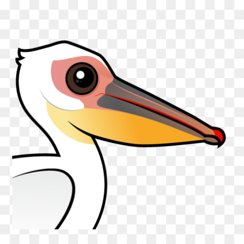 Bird Beak Pelican Pelecaniformes Wh